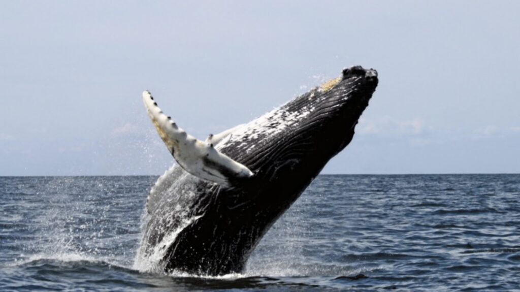 Humpback whale in Samana